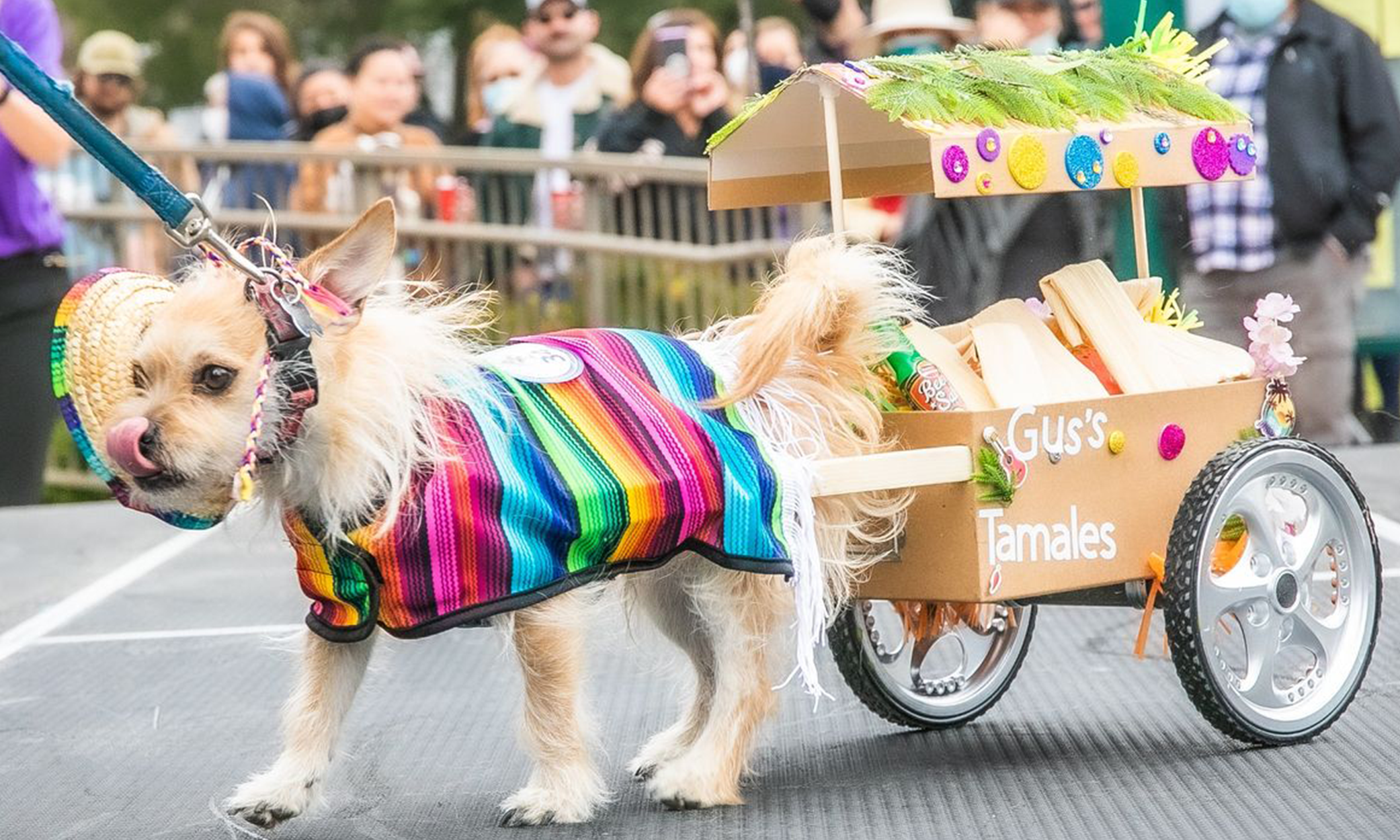 Image of a small dog dressed in sarape covering and hat, pulling a tamale cart.
