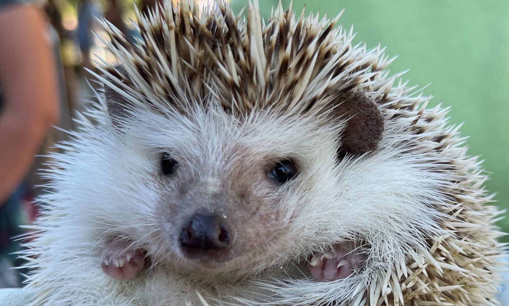 Close up image of hedgehog.